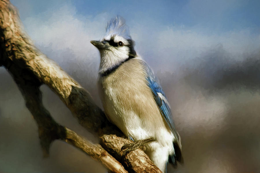 Blue Jay Photograph by Lana Trussell