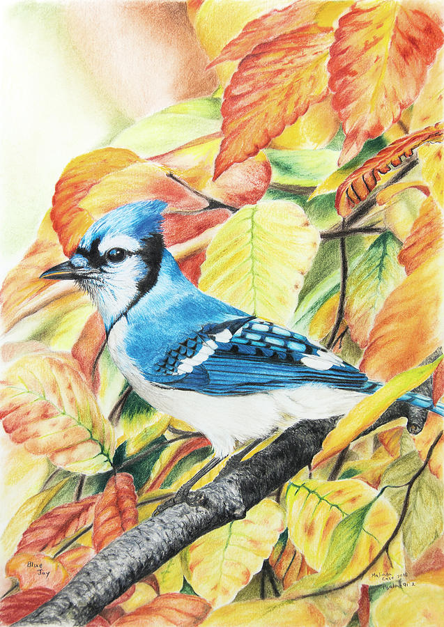 realistic blue jay drawing