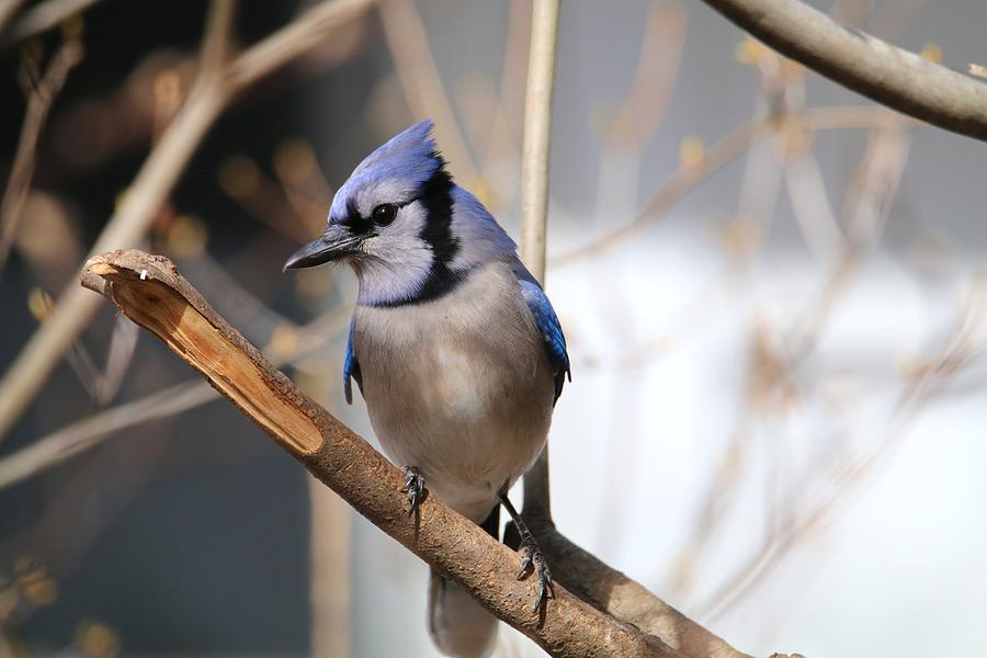 Blue Jay Photograph by Living Color Photography Lorraine Lynch