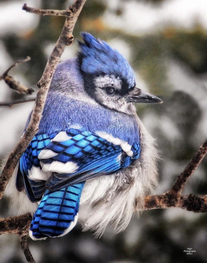 Blue Jay Looking Cold Photograph by Peg Runyan
