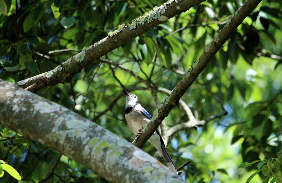 Blue Jay Looking Up Photograph by Cynthia Guinn