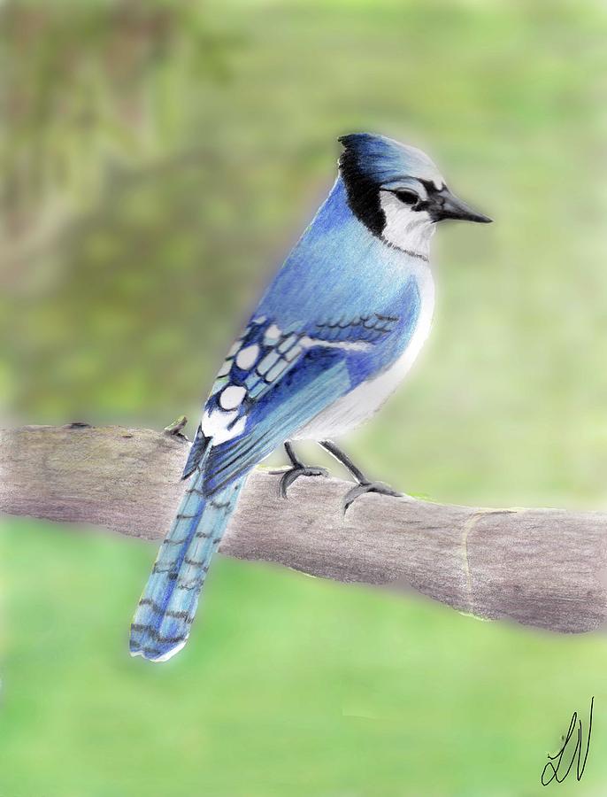 Nature Drawing - Blue Jay by Lynette Vinck