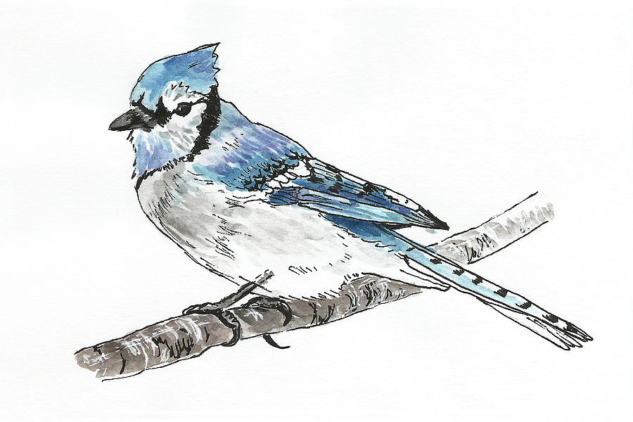 Blue Jay Painting by Masha Batkova