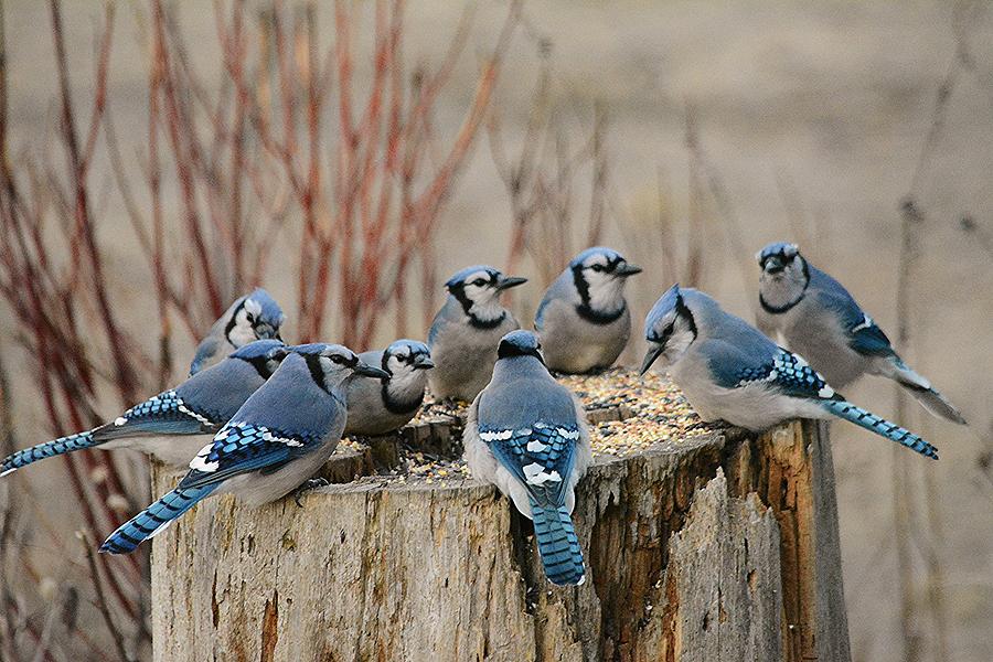 Blue Jay Meeting Photograph by Judy Genovese