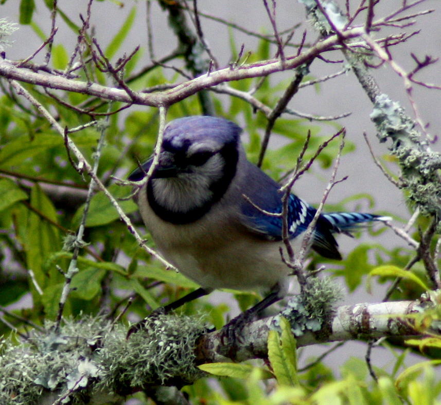 Blue Jay Photograph by Michael Albright