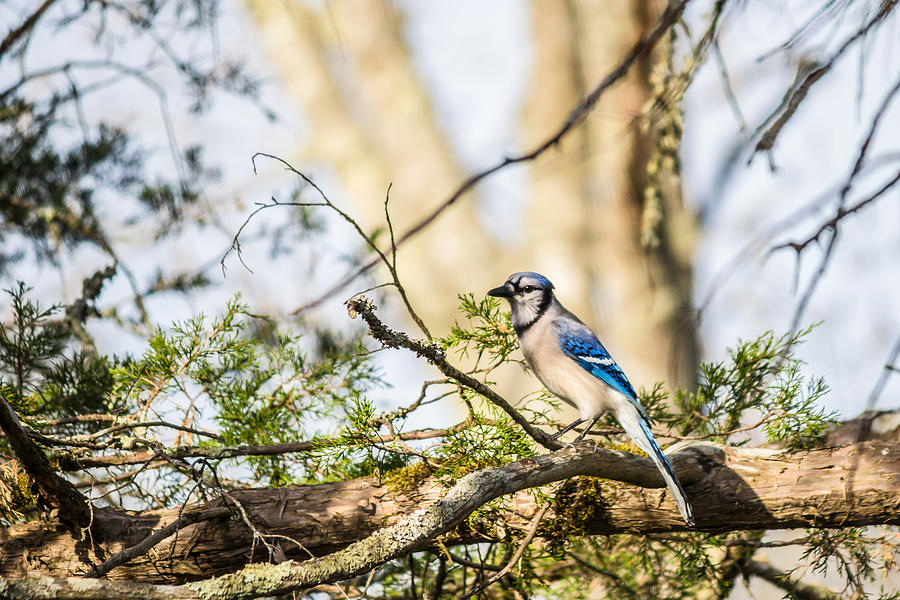 Blue Jay Photograph - Blue Jay on a Branch by Lisa Lemmons-Powers