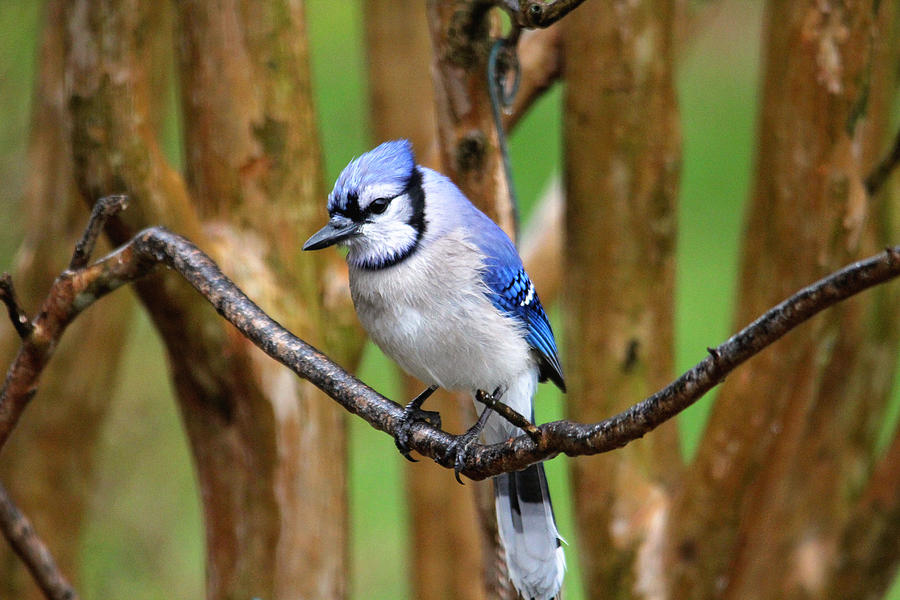 Blue Jay on a Branch Photograph by Trina Ansel