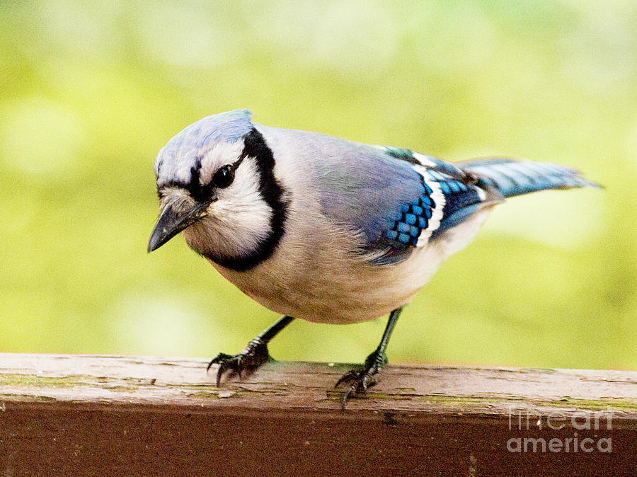 Blue Jay On A Brilliant Spring Day Photograph by Dorothy Lee