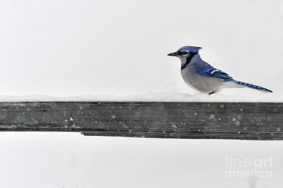 Blue Jay on fence post in winter Photograph by Dan Friend