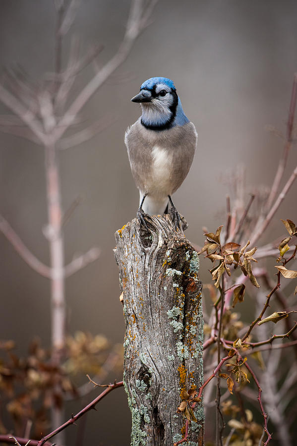 Blue Jay on Hedge Post 1 Photograph by Jeff Phillippi