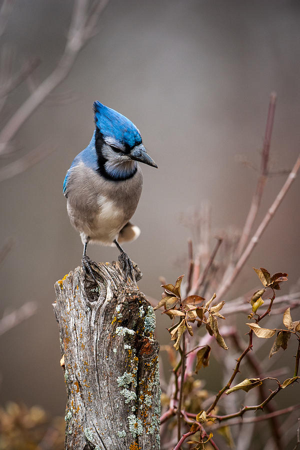 Blue Jay on Hedge Post 2 Photograph by Jeff Phillippi