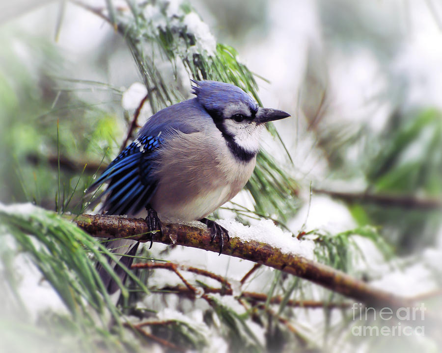 Blue Jay on Icy Branches Photograph by Kerri Farley