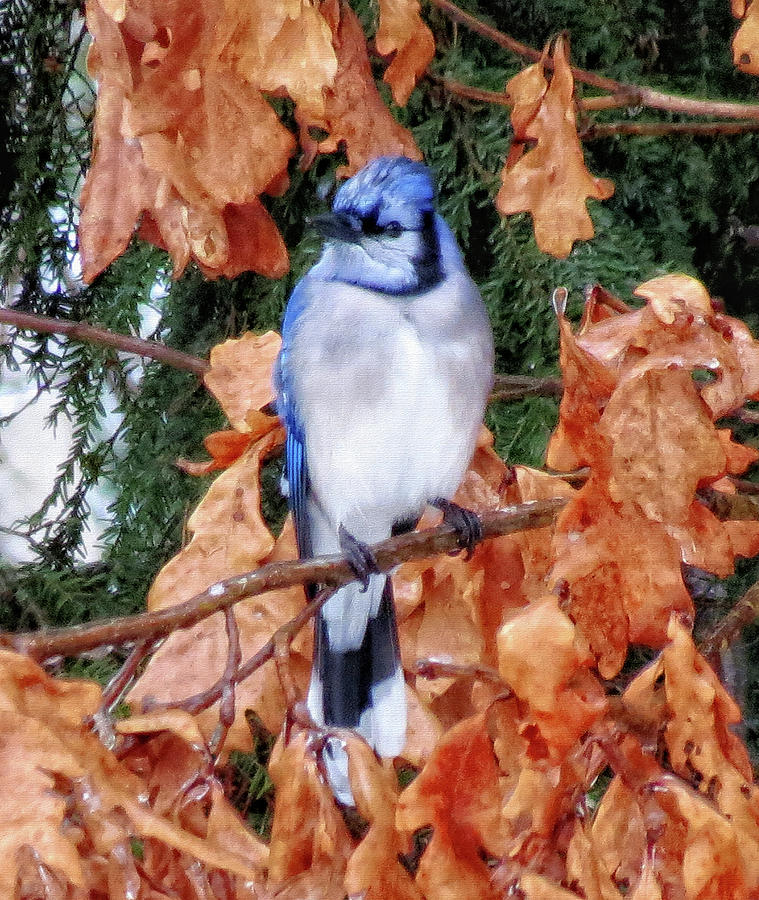 Blue Jay on Oak Photograph by MTBobbins Photography