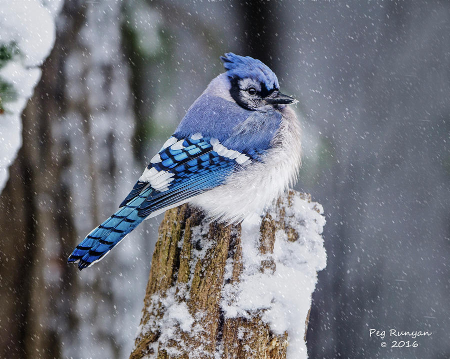 Blue Jay on Snowy Post Photograph by Peg Runyan