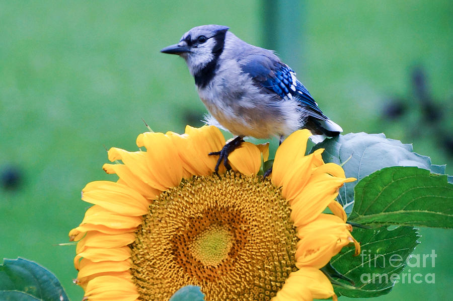 Blue Jay On Sunflower Photograph by Cathy Sullivan