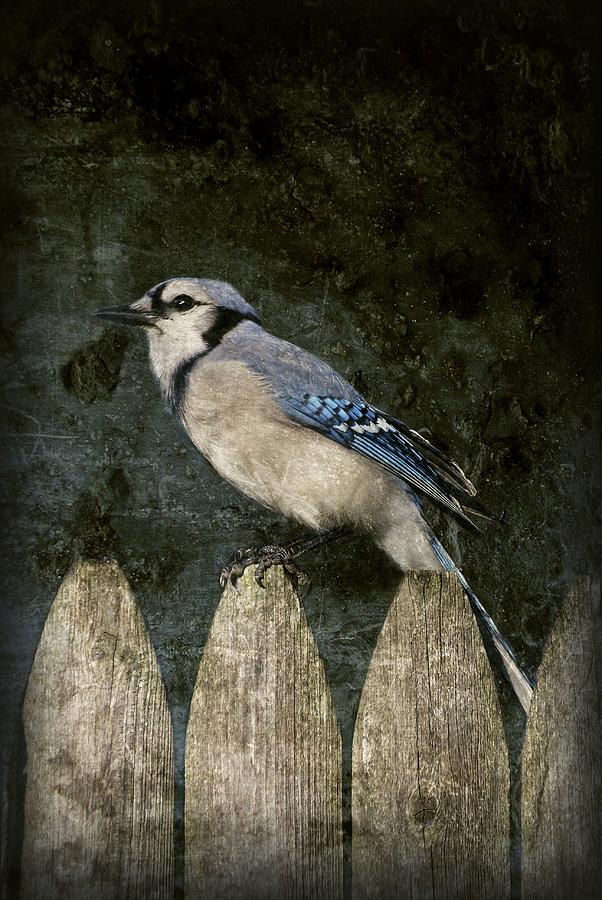 Blue Jay On The Fence Photograph by Angie Tirado Blue Jay On The Fence Photograph by Angie Tirado