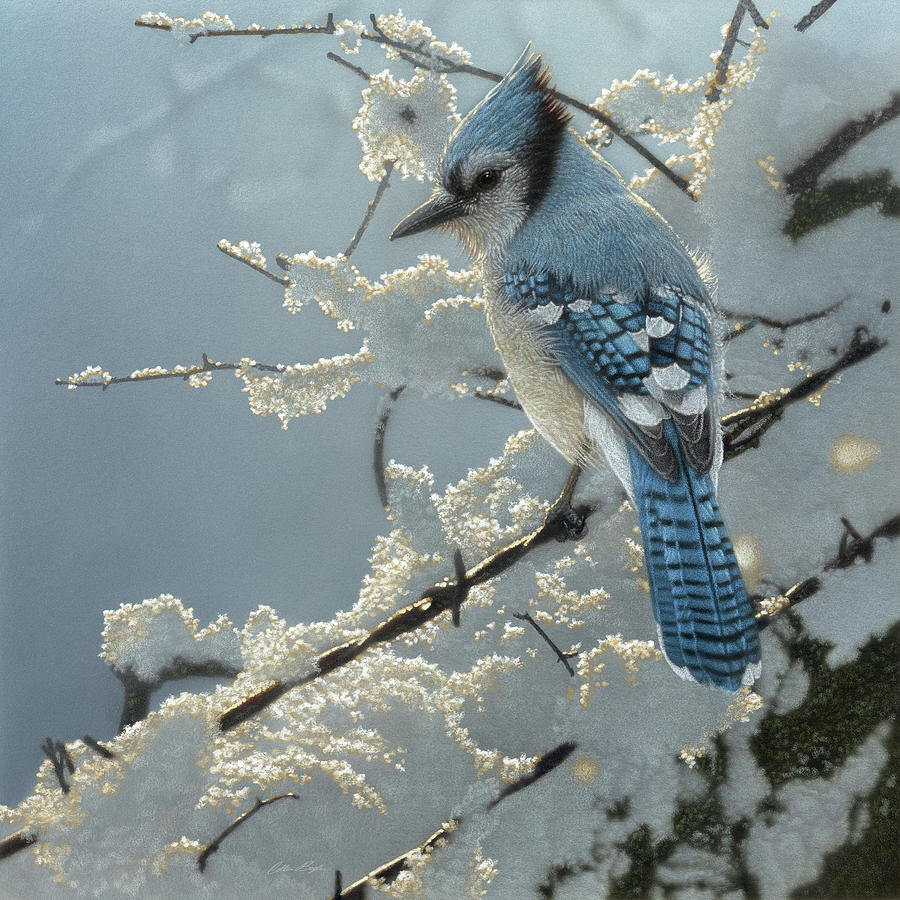 Blue Jay - On the Fence Painting by Collin Bogle