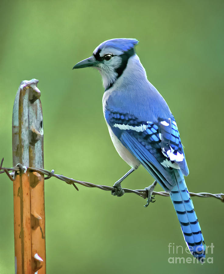 Wildlife Photograph - Blue Jay On The Fence by Robert Frederick