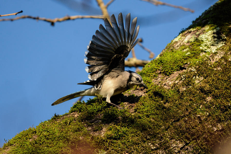 Blue Jay On The Moss 122520150429 Photograph