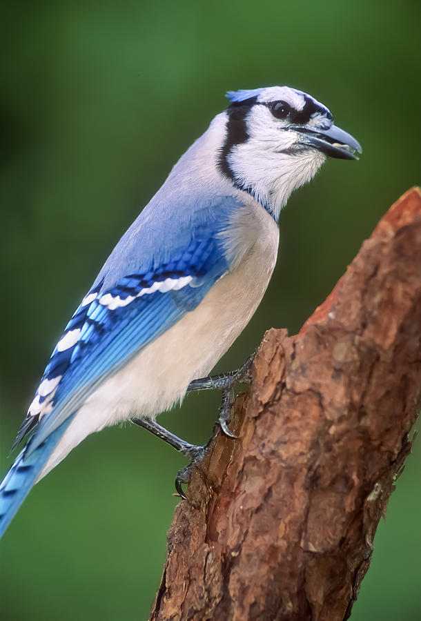 Blue Jay Photograph by Patrick Lynch