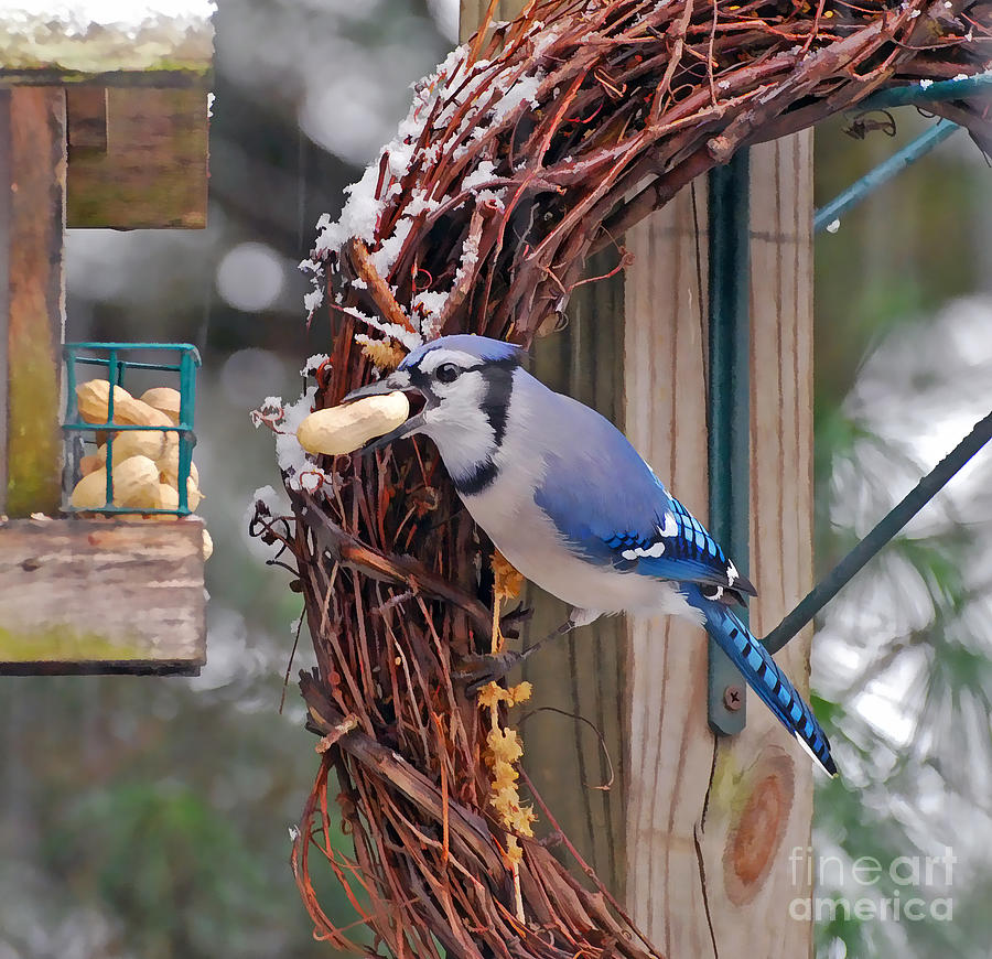 Blue Jay - Peanut Lover Photograph by Kerri Farley