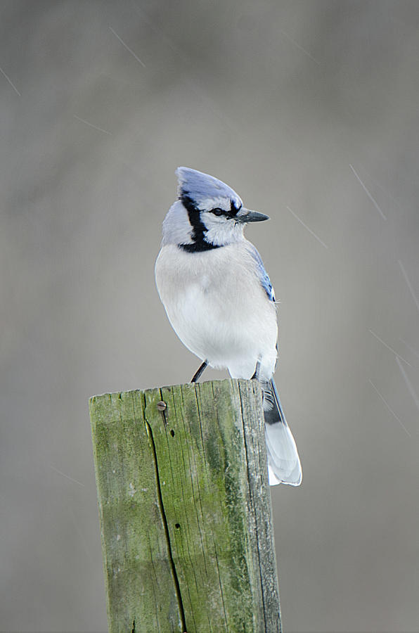 Blue Jay Perched Photograph by Susan McMenamin