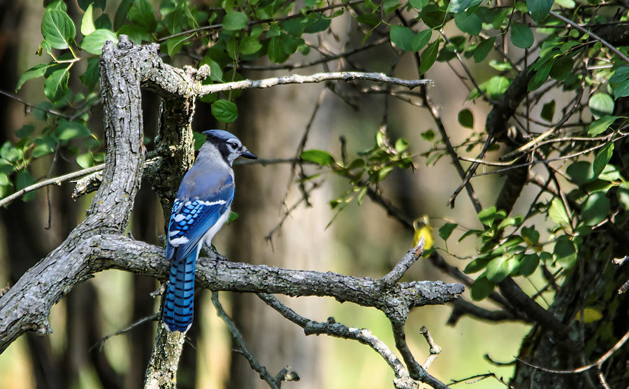 Blue Jay Photograph by Peter Ponzio