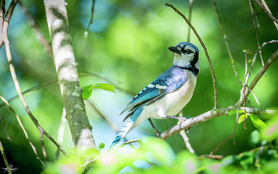 Bird Photograph - Blue Jay by Phil And Karen Rispin