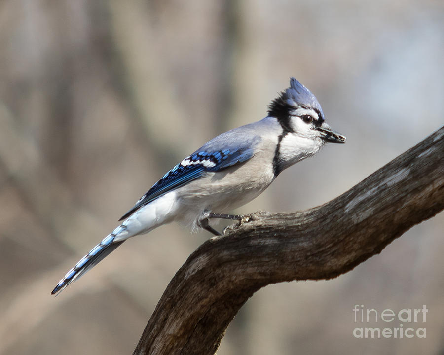 Blue Jay Photograph by Phil Spitze