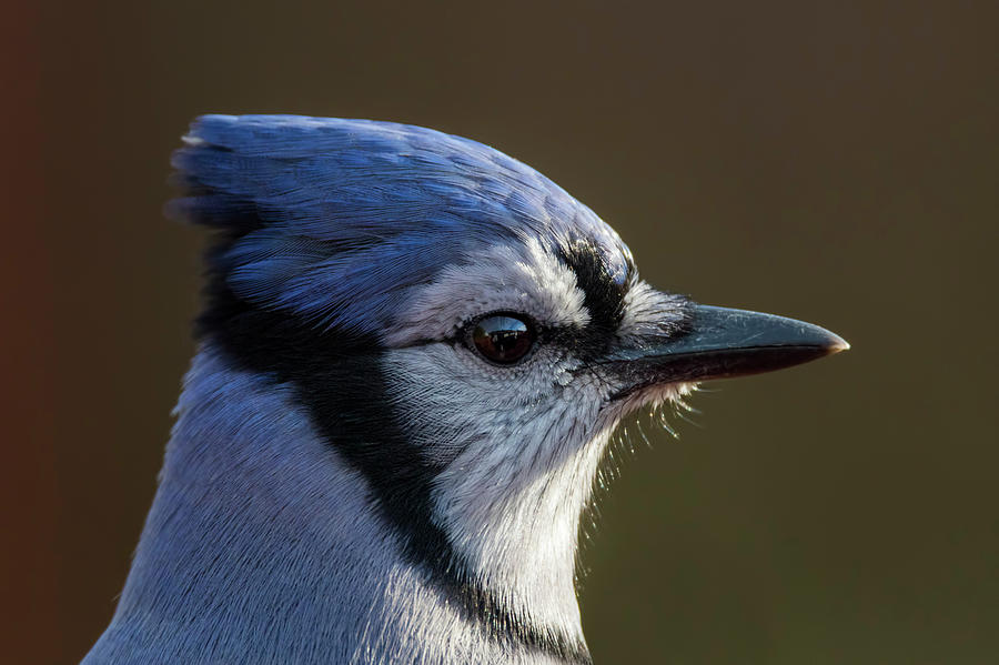 Fall Photograph - Blue Jay Portrait by Mircea Costina Photography