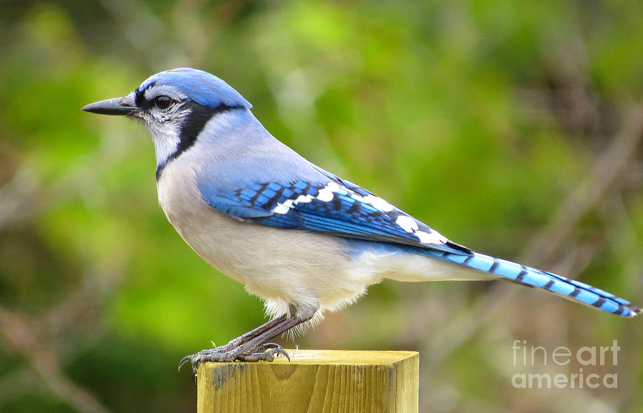Bird Photograph - Blue Jay Pose by J L Kempster