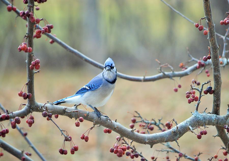 Blue Jay Poses in Crab Apple Tree Photograph by Lena Hatch