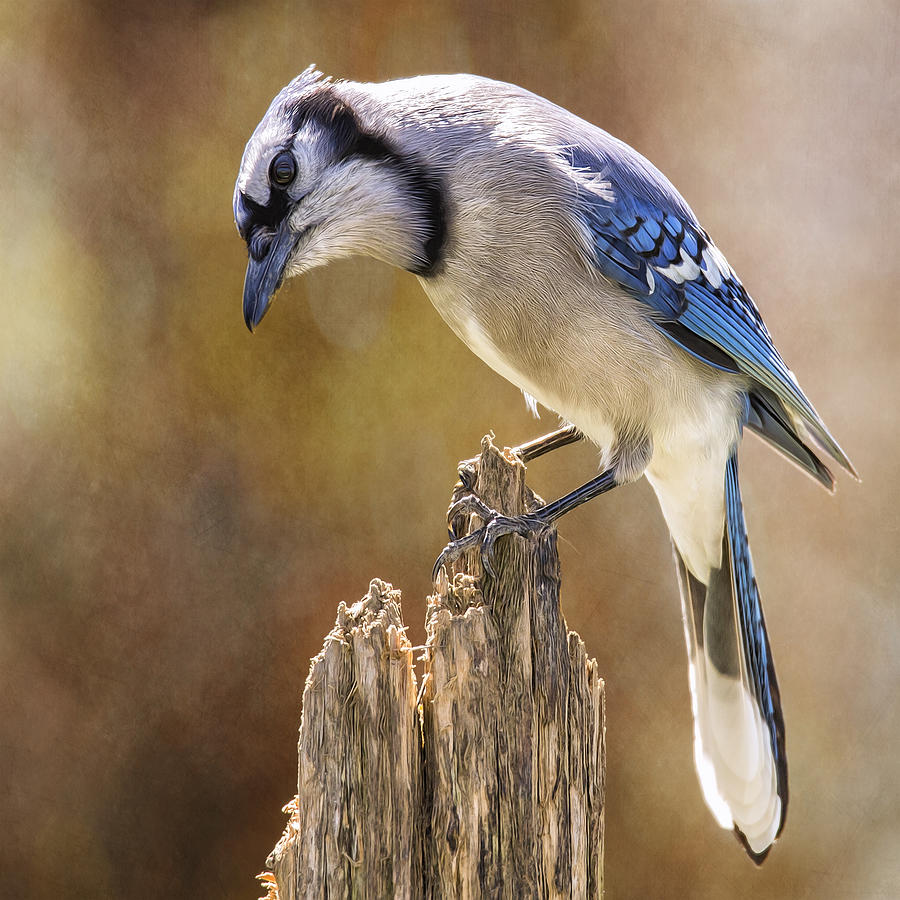 Blue Jay Posted Details Photograph by Bill and Linda Tiepelman