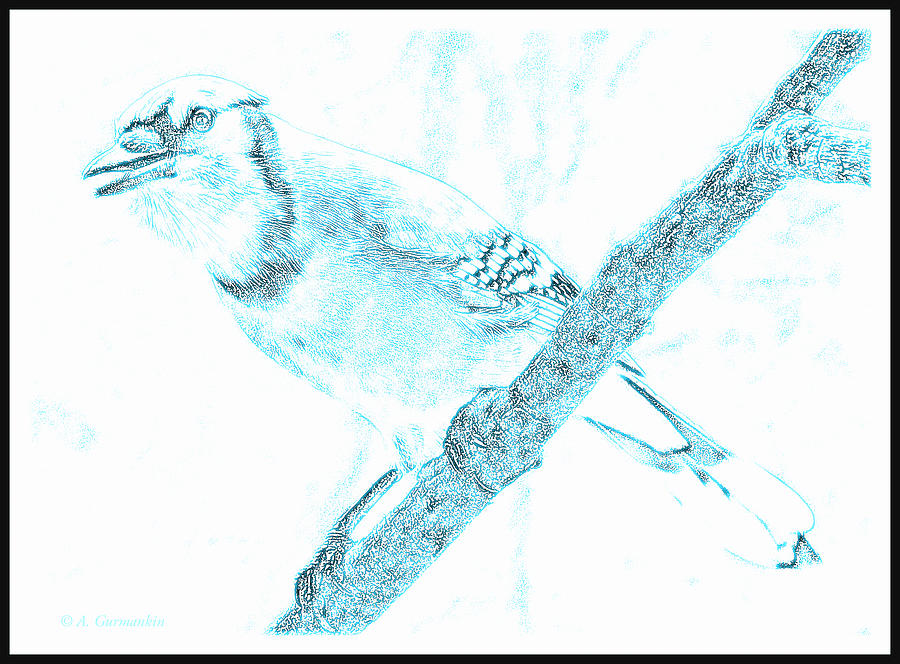 Blue Jay, Poster Image Digital Art by A Macarthur Gurmankin