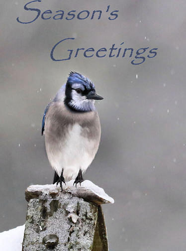 Blue Jay Seasons Greetings Holiday Card Photograph by Sandra Huston