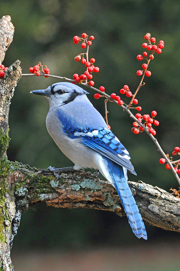 blue jay bird Namu - Illustrations ART street