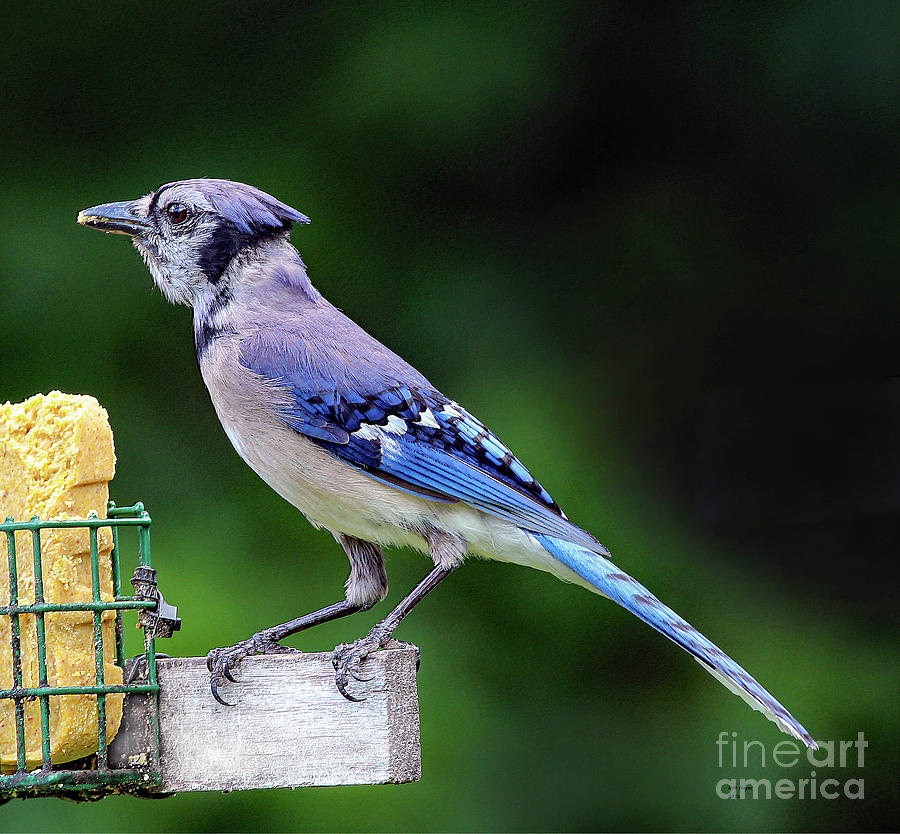 Nature Photograph - Blue Jay Snacking by DB Hayes