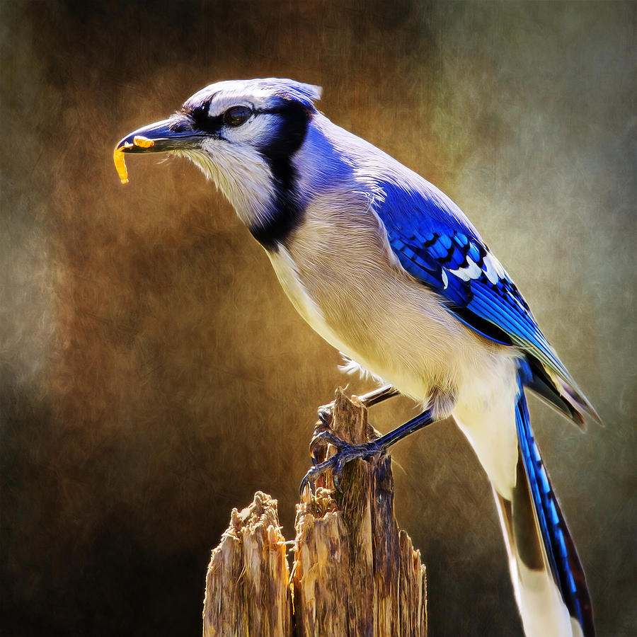 Blue Jay Snax Photograph by Bill and Linda Tiepelman