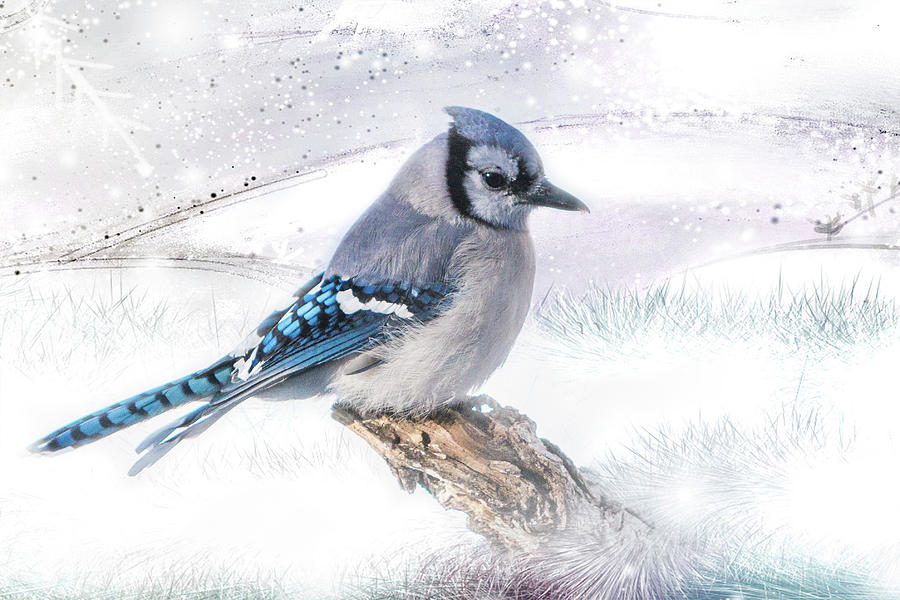 Blue Jay Snow Photograph by Patti Deters