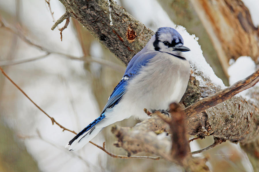 Blue Jay Songbird - Cyanocitta cristata Photograph by Carol Senske