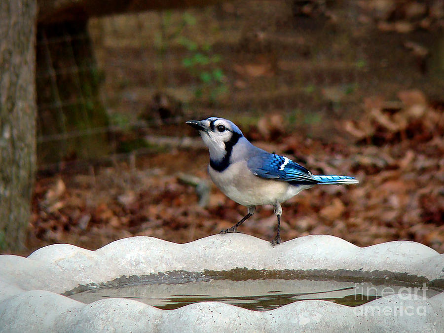 Blue Jay Photograph - Blue Jay Strikes a Pose by Sue Melvin
