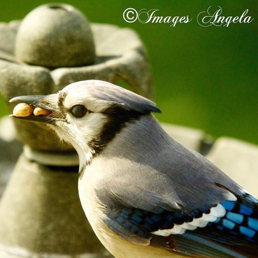 Nature Photograph - Blue Jay Stuffing His Mouth Before The by Angela Ahrens