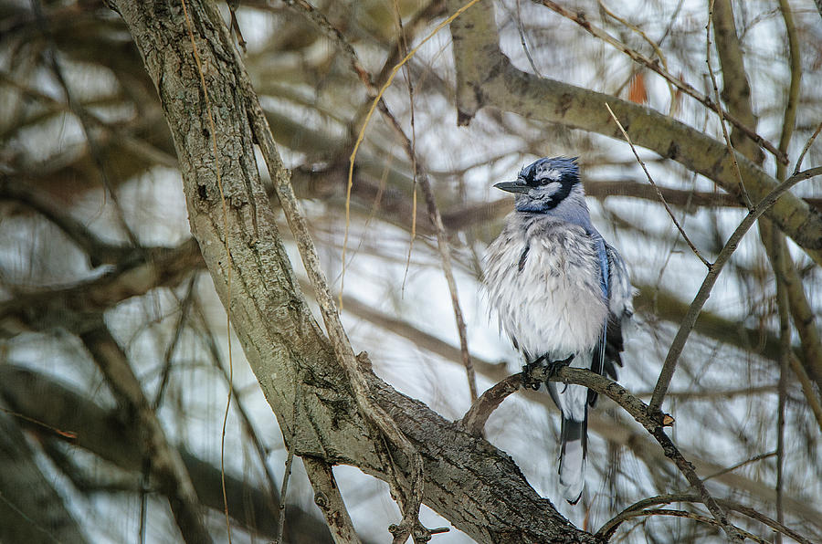 Blue Jay Photograph by Susan McMenamin