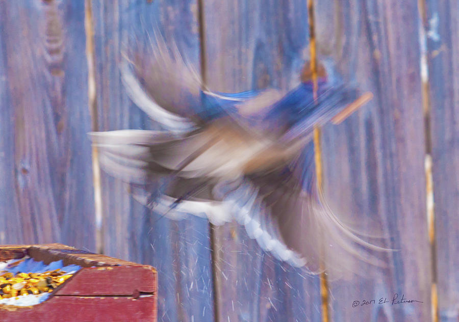 Blue Jay Takes Flight Photograph by Ed Peterson