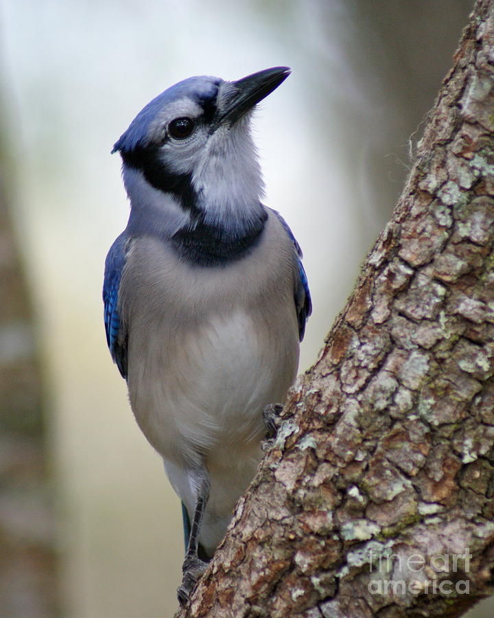 Blue Jay Photograph by Theresa Cangelosi