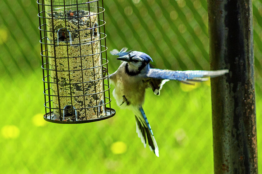 Blue Jay Photograph by Tim Buisman