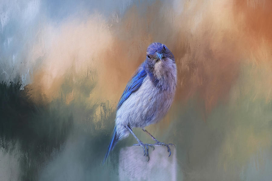Blue Jay Visit Digital Art by Terry Davis