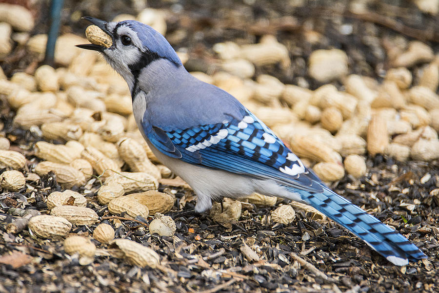 Blue Jay vs Peanut Photograph by Cathy Kovarik