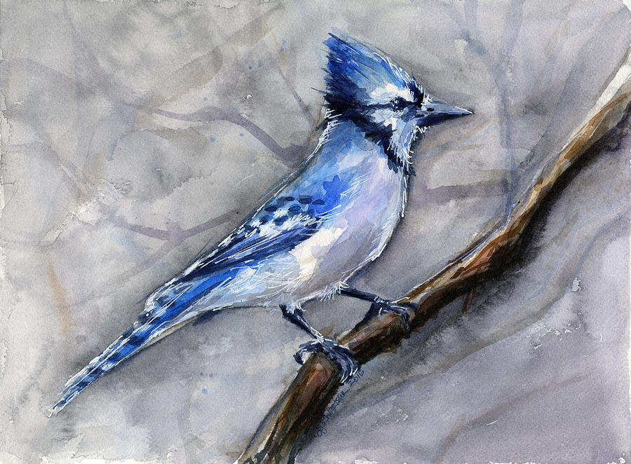 Bird Painting - Blue Jay Watercolor by Olga Shvartsur