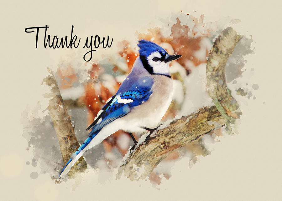 Blue Jay Watercolor Thank You Card Mixed Media by Christina Rollo